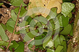 Stock of leaf-cutting ants