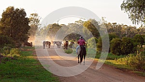 Cattle Droving In Early Morning Light