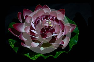 Stock photo of a beautiful artificial pink color lotus flower,made of foam on black background. focus on object at Bangalore city