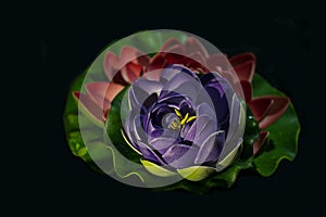 Stock photo of a beautiful artificial pink and purple color lotus flower,made of foam on black background. focus on object at