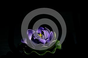 Stock photo of a beautiful artificial purple color lotus flower,made of foam on black background. focus on object at Bangalore