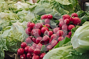 Stock photo of a bunch of radishes in a market