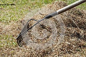 stock photo cleaning up the grass with a rake aerating and scarifying the lawn in the garden 10