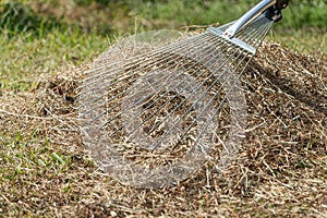stock photo cleaning up the grass with a rake aerating and scarifying the lawn in the garden 5