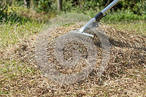 stock photo cleaning up the grass with a rake aerating and scarifying the lawn in the garden 7