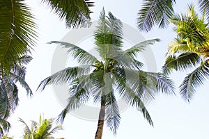 Stock Photo:Coconut palm trees perspective view