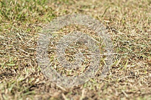 Stock photo dead plants and grass due to summer drought 2