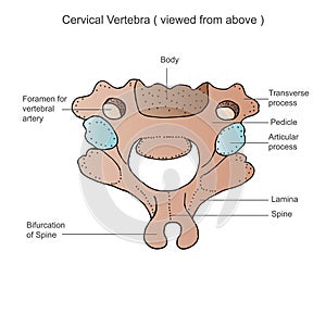 Stock photo depicts a detailed medical image of the sixth cervical vertebra of the cervical spine