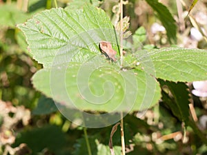 Stock Photo - Dock Bug insect resting on leaf Coreus marginatus