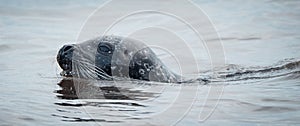 Stock photo features a wild seal swimming in the crystal clear waters of Iceland