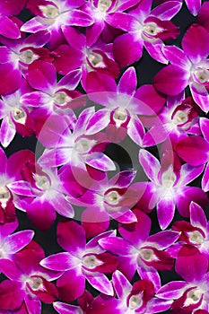 Stock Photo - Floating Flowers