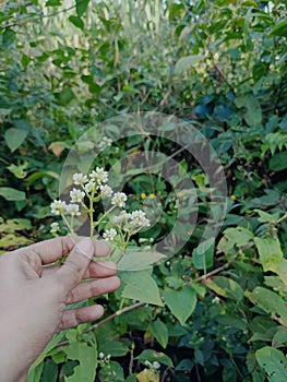 Stock photo of girl hand holding beautiful white color california cud weed flower, green plants and leaves on background. Picture