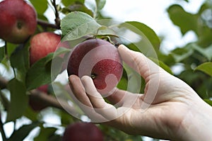 Stock photo of a hand picking an apple