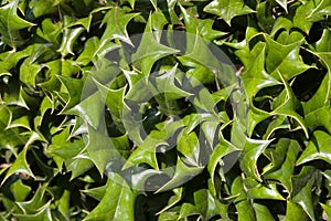 Stock Photo of Holly (Ilex)