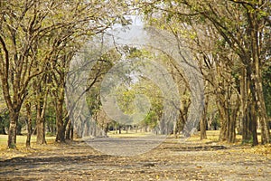 Stock Photo - Jungle forest scenic background Big trees