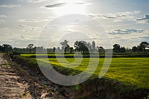 Stock Photo - Landscape rice field sky and sun