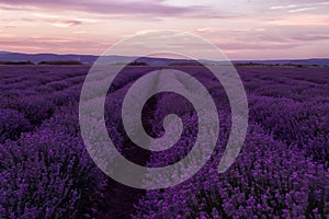 Stock Photo: Lavender fields. Beautiful image of lavender field. Summer sunset landscape, contrasting colors. Dark clouds