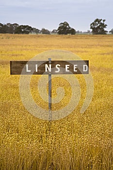 Stock Photo Linseed Crop Growing in a Field with a Rustic Sign