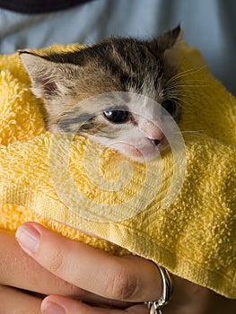 Stock Photo of a Manx Kitten