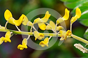 Stock photo Necklace Pod Sophora tomentosa