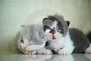 Stock Photo - new born cats looking