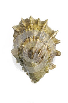 Stock Photo of Oyster