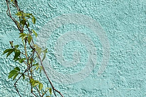 Stock photo plants ivy vines on turquoise wall