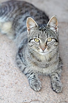 Stock photo portrait of a sweet cat