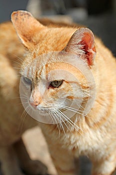 Stock photo portrait of a sweet cat