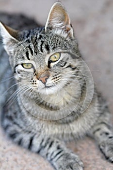 Stock photo portrait of a sweet cat