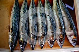 Stock Photo - saba fish fermented salt and suace