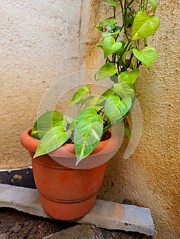 The stock photo showcases a money plant, also known as devil's ivy, blooming in a home garden.