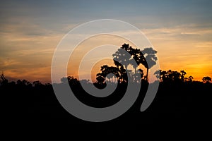 Stock Photo - Sillhouette of palm and tree plant