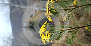 Stock Photo of Tansy Tanacetum vulgare photo