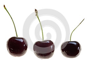 Three Cherries Isolated on White Background