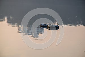 Stock photo of two black inner tube cover by black color plastic floating on lake water at Rankala lake , Kolhapur, Maharashtra,