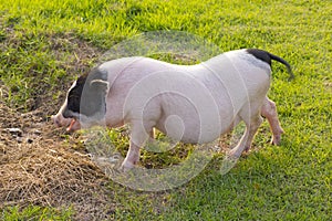 Stock Photo:Young pigs graze in green meadow