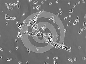 Stock Photograph of Candida albicans