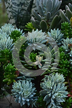 Stock photograph of succulent plants in a dish garden