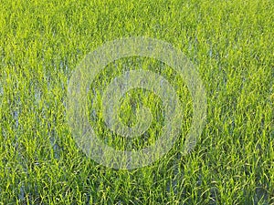 stock photograph the wind slowly blows on green rice ground at Thai area.