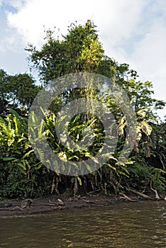 Stock photography Tropical beach on the Tortuguero River in Tortuguero National Park, Costa Rica