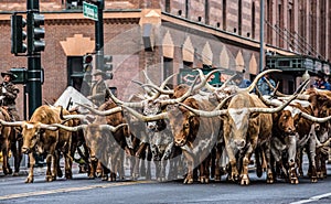 Stock Show Parade Bulls