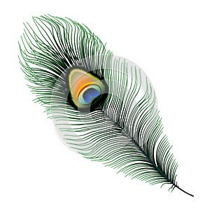 Stock vector illustration Peacock feather isolated on white background. EPS 10