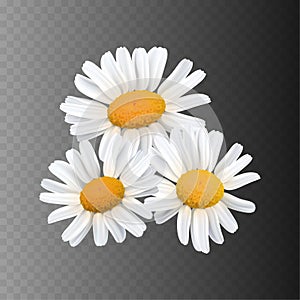 Stock vector illustration realistic daisy, chamomile isolated on a transparent black background. Flowers design elements. EPS10