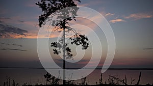 Stock Video Footage Pine at sunset, northern lake