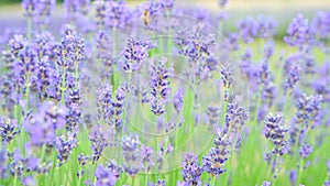 Stock video Lavender field in Provence, France. Blooming Violet fragrant lavender flowers. Growing Lavender swaying on