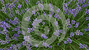 Stock video Lavender field in Provence, France. Blooming Violet fragrant lavender flowers. Growing Lavender swaying on