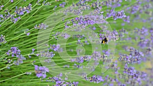 Stock video Lavender field in Provence, France. Blooming Violet fragrant lavender flowers. Growing Lavender swaying on