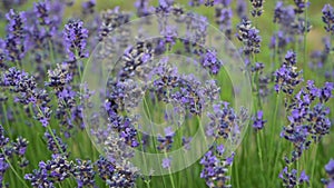 Stock video Lavender field in Provence, France. Blooming Violet fragrant lavender flowers. Growing Lavender swaying on