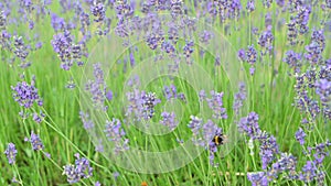 Stock video Lavender field in Provence, France. Blooming Violet fragrant lavender flowers. Growing Lavender swaying on